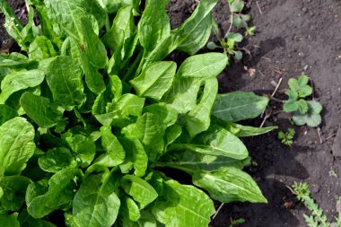 Sorrel. Doğanın güzel arka planı. Rumex. Ebedi şifalı bitkiler. Popüler yemek çeşnisi.