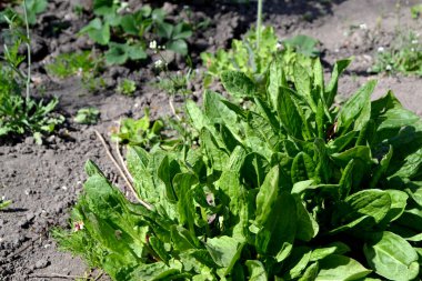 Rumex, daimi bitki. Sorrel. Doğanın güzel bitkisel soyut arka planı. Popüler yemek çeşnisi.