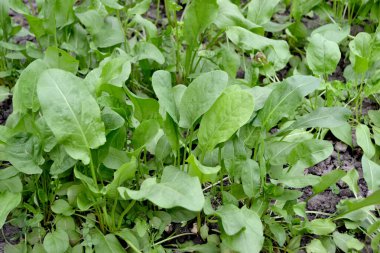 Doğanın güzel bitkisel soyut arka planı. Sorrel. Rumex. Ebedi olarak. Popüler yemek çeşnisi.