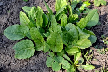 Doğanın güzel bitkisel soyut arka planı. Sorrel. Rumex. Ebedi şifalı bitkiler. Popüler yemek çeşnisi.