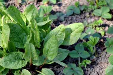 Doğanın güzel bitkisel soyut arka planı. Sorrel. Rumex. Ebedi şifalı bitkiler. Bahar manzarası. Popüler yemek çeşnisi.