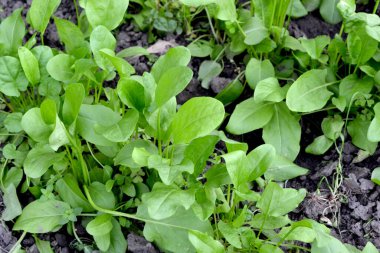 Doğanın güzel arka planı. Sorrel. Rumex, daimi bitki. Popüler yemek çeşnisi.
