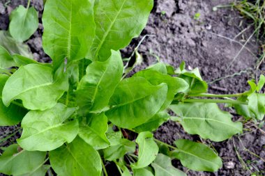 Doğanın güzel bitkisel soyut arka planı. Sorrel. Rumex, daimi bitki. Popüler yemek çeşnisi.