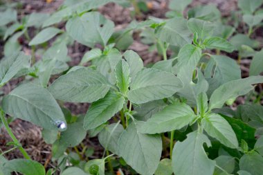 Amaranth. Amaranthus retroflexus. Yıllık otçul bitki. Doğanın güzel bitkisel soyut arka planı. Bahar manzarası. Güzel bitki.