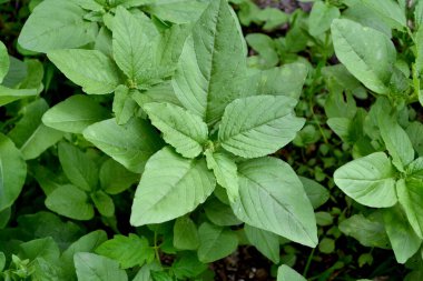 Amaranthus retroflexus. Amaranth. Doğanın güzel bitkisel soyut arka planı. Yıllık otçul bitki. Bahar manzarası