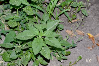 Amaranthus retroflexus. Amaranth. Doğanın güzel bitkisel soyut arka planı. Yıllık otçul bitki. Bahar manzarası. Güzel çimen bitkisi. Ev, tarla