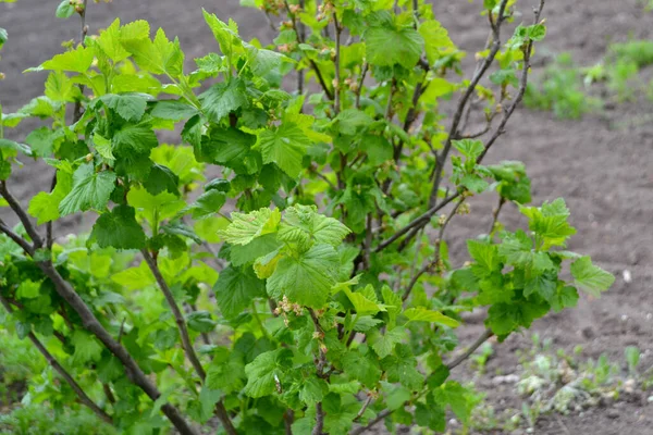 Ribes Rosso Bella Primavera Verde Sfondo Astratto Della Natura Fiori — Foto Stock