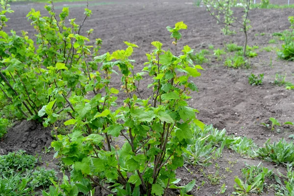 Rode Bes Prachtige Achtergrond Van Natuur Voorjaarsbloemen Bladverliezende Struikfamilie Grossulariaceae — Stockfoto