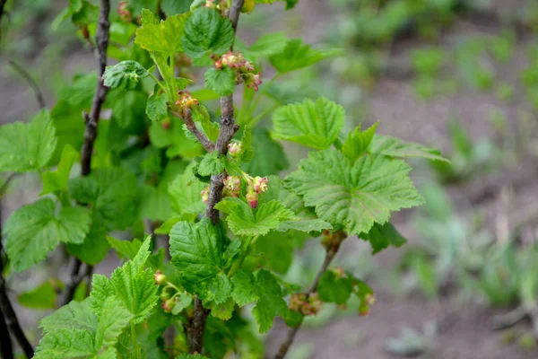 Bella Primavera Sfondo Astratto Della Natura Ribes Rosso Fiori Verdi — Foto Stock