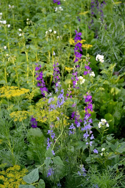 繊細な花序 フィールド統合 コンソリダ レガリス 自然の美しい花の抽象的な背景 夏の風景 家庭用花壇 ホームガーデンフィールド — ストック写真