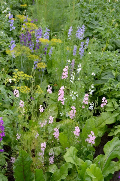 stock image Consolida regalis. Field consolidation. Delicate inflorescences. Beautiful flower abstract background of nature. Summer landscape. Floriculture, home flower bed. Home garden