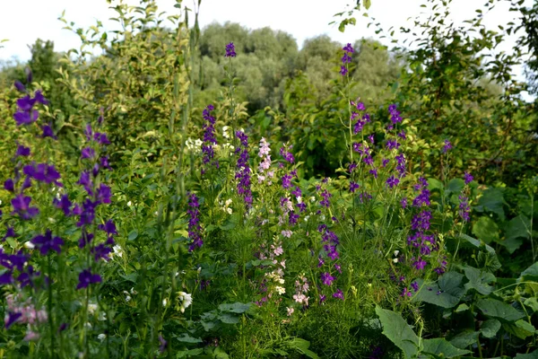 コンソリダ レガリス 繊細な花序 フィールド統合 自然の美しい花の抽象的な背景 夏の風景 家庭用花壇 ホーム — ストック写真