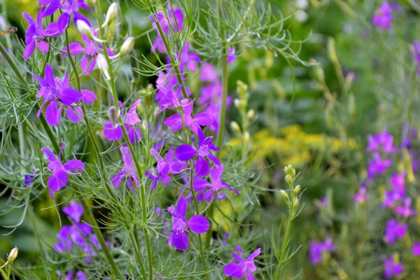 Consolida Regalis Consolidamento Sul Campo Infiorescenze Delicate Bellissimo Fiore Sfondo — Foto Stock