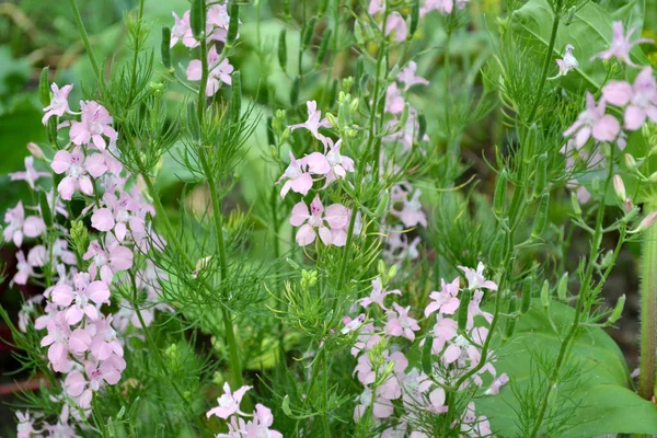 Schöne Blume Abstrakten Hintergrund Der Natur Feldkonsolidierung Consolida Regalis Zarte — Stockfoto