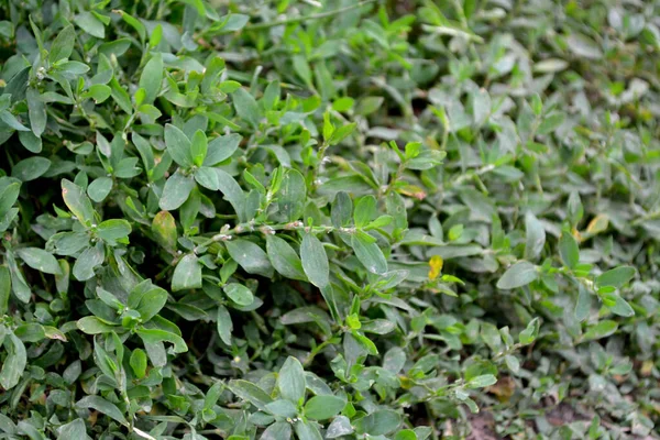 Polygonum Aviculare Belo Fundo Abstrato Ervas Natureza Pássaro Planta Herbácea — Fotografia de Stock
