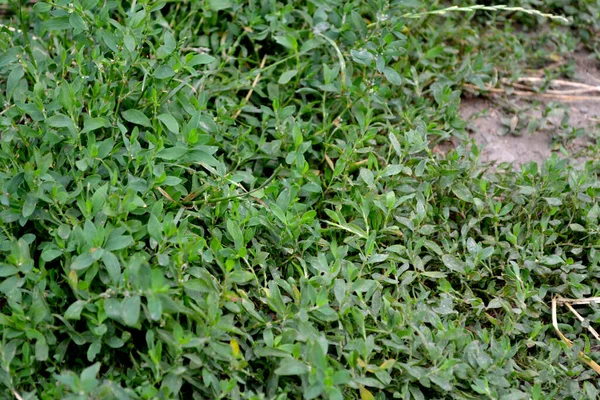 Pássaro Belo Fundo Abstrato Ervas Natureza Polygonum Aviculare Planta Herbácea — Fotografia de Stock