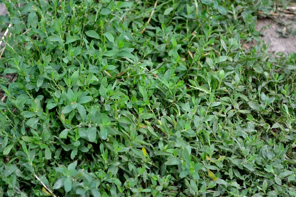 Pájaro Cizaña Hermoso Fondo Abstracto Hierbas Naturaleza Polygonum Aviculare Planta —  Fotos de Stock