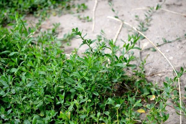 Polygonum Aviculare Mooie Kruidenachtergrond Van Natuur Knoetvogel Jaarlijkse Kruidachtige Plant — Stockfoto