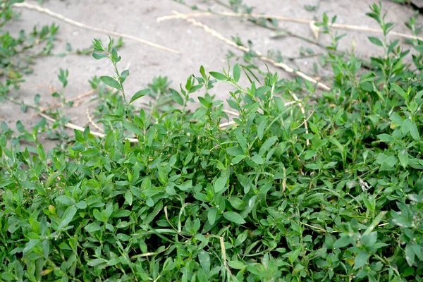 一夫多妻制の農業 自然の美しいハーブ抽象的な背景 ノッ雑草の鳥 草本植物 — ストック写真