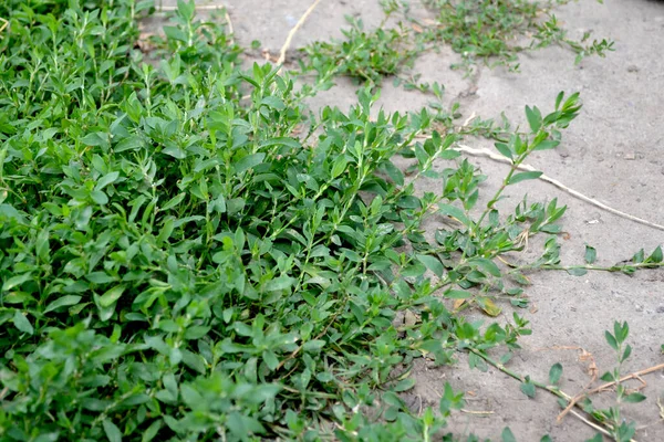 Polygonum aviculare. Doğanın güzel bitkisel soyut arka planı. Knotweed kuşu. Yıllık otçul bitki. Bahar manzarası