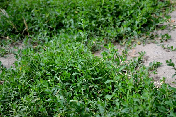 Polygonum Aviculare Beautiful Background Nature Knotweed Bird Annual Herbaceous Plant — Stock Photo, Image