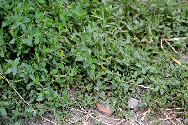 Knotweed bird. Beautiful herbal background of nature. Polygonum aviculare. Annual herbaceous plant