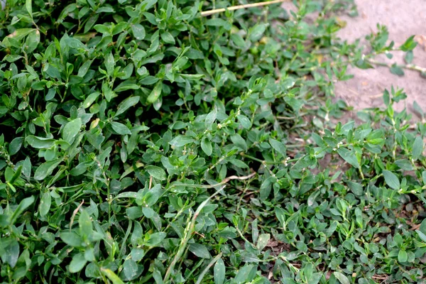 Pássaro Belo Fundo Abstrato Ervas Natureza Polygonum Aviculare Planta Herbácea — Fotografia de Stock