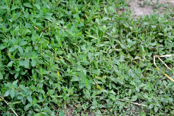 Pássaro Belo Fundo Abstrato Ervas Natureza Polygonum Aviculare Planta Herbácea — Fotografia de Stock