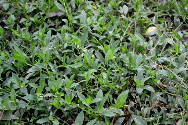 知草鸟 美丽的草本抽象的自然背景 性腺闭锁息肉一年生草本植物 春天的风景 美丽的草木春花 — 图库照片