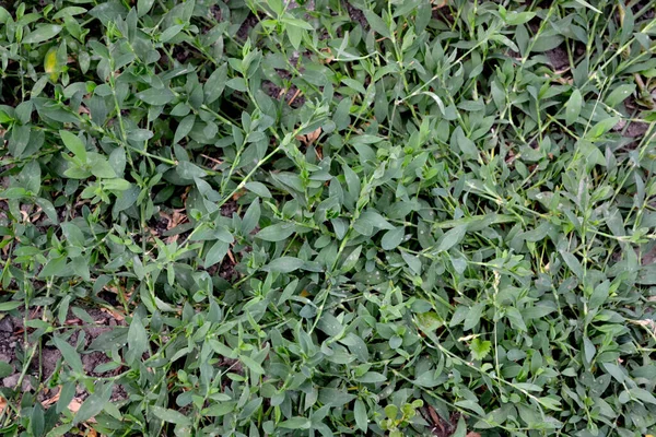 自然の美しいハーブ抽象的な背景 ノッ雑草の鳥 一夫多妻制の農業 草本植物 — ストック写真