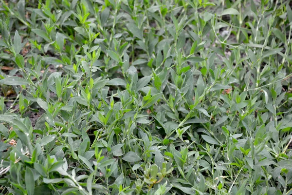 Belo Fundo Abstrato Ervas Natureza Pássaro Polygonum Aviculare Planta Herbácea — Fotografia de Stock