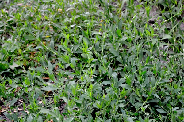 Gyönyörű Növényi Elvont Háttér Természet Knotweed Madár Poligon Aviculare Éves — Stock Fotó