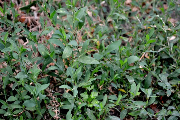 Beautiful Background Nature Knotweed Bird Polygonum Aviculare Annual Herbaceous Plant — Stock Photo, Image