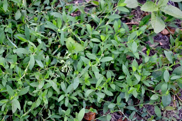 Éves Lágyszárú Növény Gyönyörű Növényi Elvont Háttér Természet Knotweed Madár — Stock Fotó