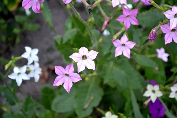 Tabaco Perfumado Tabaco Nicotiana Alata Planta Florescente Perene Bela Flor — Fotografia de Stock