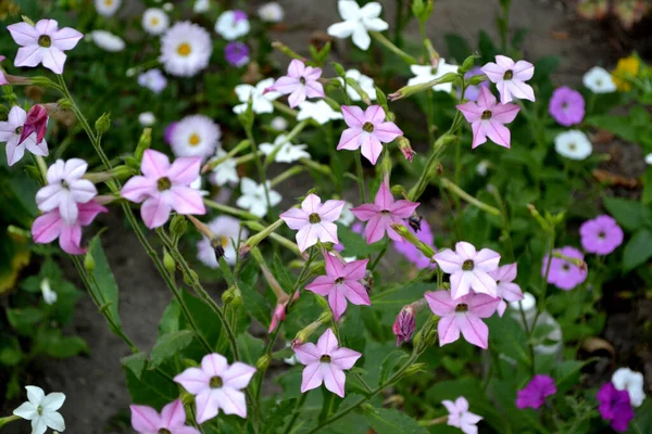 タバコだ 香り高いタバコだ ニコティアナ アラタ 多年草の開花植物 自然の美しい背景 — ストック写真