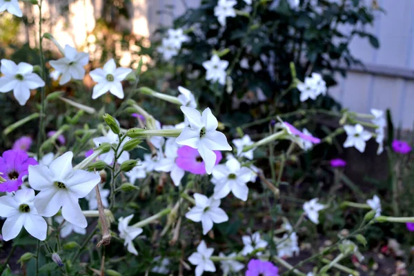 Nicotiana Alata Tobak Dofttobak Flerårig Blommande Växt Vacker Blomma Abstrakt — Stockfoto