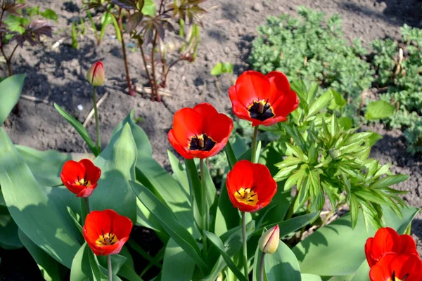 Rode Bloemen Tulp Tulipa Vaste Plant Bloeiende Plant Mooie Bloem — Stockfoto