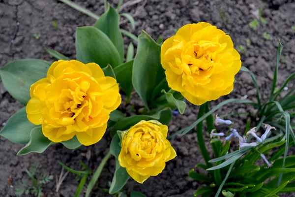 Tulipa Tulipano Pianta Fiore Perenne Bellissimo Fiore Sfondo Astratto Della — Foto Stock