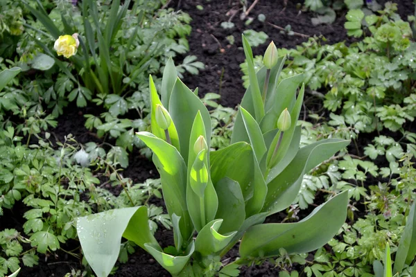 Tulipa Тюлип Многолетнее Цветущее Растение Красивый Цветок Абстрактный Фон Природы — стоковое фото