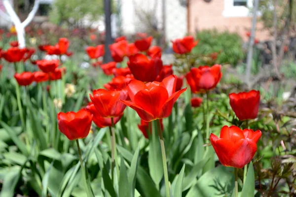 Tulipa Vaste Plant Bloeiende Plant Mooie Bloem Abstracte Achtergrond Van — Stockfoto