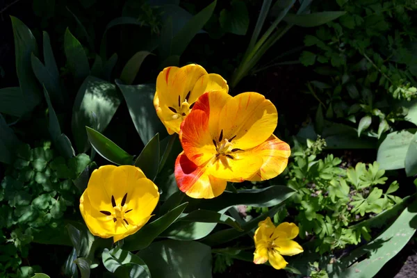 Tulpan Det Tulipa Flerårig Blommande Växt Vacker Blomma Abstrakt Bakgrund — Stockfoto