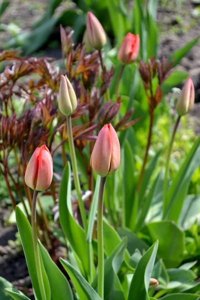 Tulp Tulipa Vaste Plant Bloeiende Plant Mooie Bloem Abstracte Achtergrond — Stockfoto