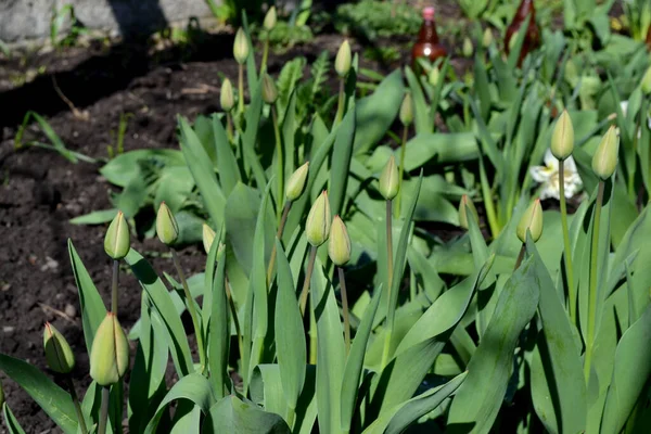 Tulipan Tulipa Wieloletnia Roślina Kwitnąca Piękny Kwiat Abstrakcyjne Tło Natury — Zdjęcie stockowe