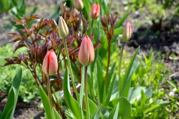Tulp Tulipa Vaste Plant Bloeiende Plant Mooie Bloem Abstracte Achtergrond — Stockfoto
