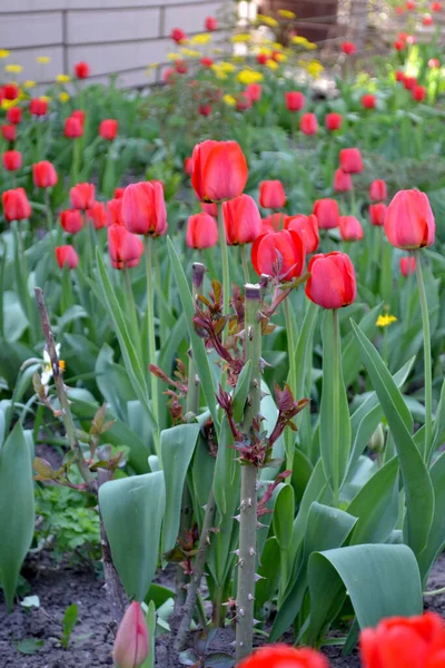 Tulip Perennial Flowering Plant Beautiful Flower Abstract Background Nature Tulipa — Stock Photo, Image