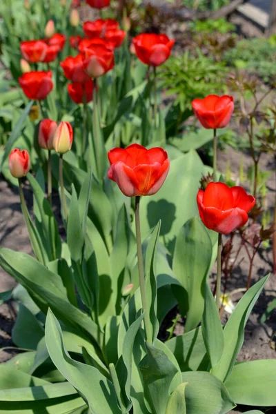 Tulp Vaste Plant Bloeiende Plant Mooie Bloem Abstracte Achtergrond Van — Stockfoto