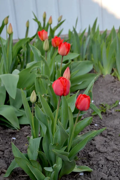 Red Flowers Tulipa Tulip Perennial Flowering Plant Beautiful Flower Abstract — Stock Photo, Image