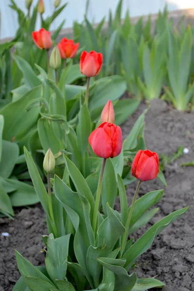Rode Bloemen Tulipa Tulp Vaste Plant Bloeiende Plant Mooie Bloem — Stockfoto
