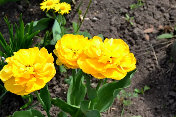 Wieloletnia Roślina Kwitnąca Piękny Kwiat Abstrakcyjne Tło Natury Wiosenny Krajobraz — Zdjęcie stockowe